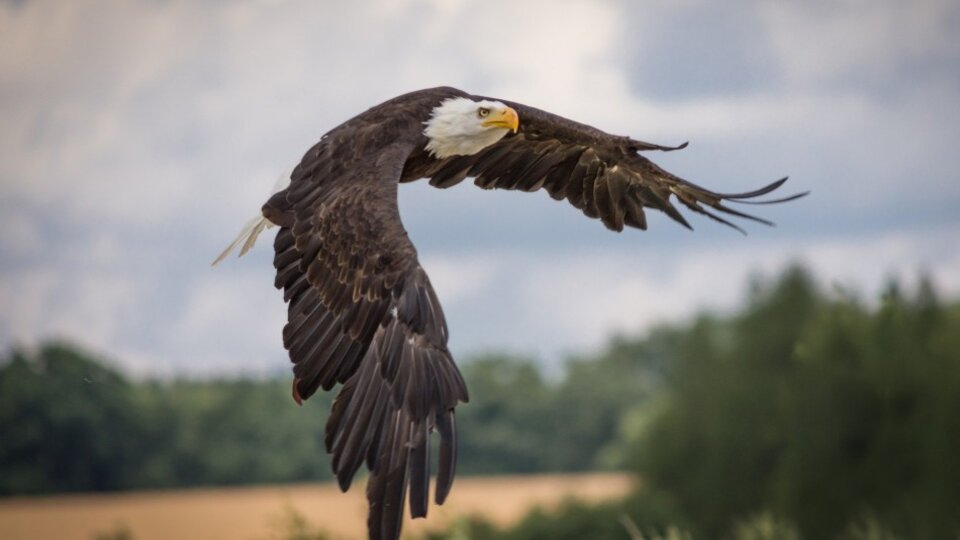 Cuarentena: se vio un águila de cola blanca por primera vez en 240 años |  En el Reino Unido | Página12