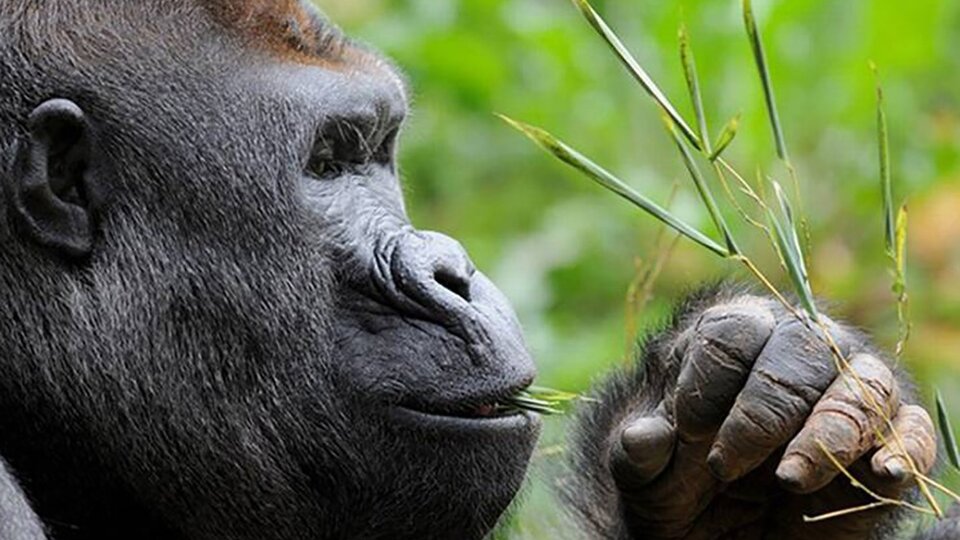 They killed Rafiki, one of the last mountain gorillas in Uganda  The fishermen claimed it was “self-defense.”