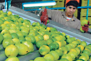 Estados Unidos mantiene la traba a la importación de limones