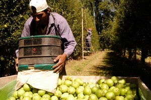 Crisis y despidos en el sector frutícola