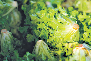 Marche una ensalada con agrotóxicos