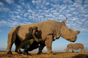 Murió Sudán, el último rinoceronte blanco macho del mundo (Fuente: EFE)