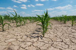 Los dólares del campo que no llegarán