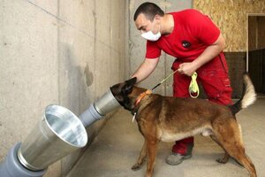 Coronavirus: Entrenan perros para que detecten Covid-19 con el olfato (Fuente: AFP)