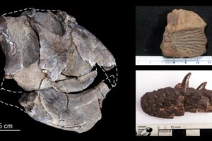 Descubren en La Rioja una "joya paleontológica" (Fuente: CONICET)