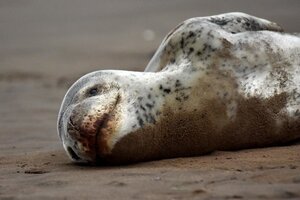 Un "come pingüinos" apareció en Mar del Plata (Fuente: Twitter)