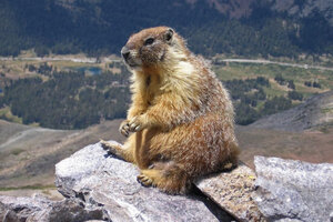 Consumo de marmota: Mongolia cerró sus fronteras por el peligro de la peste negra
