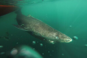 El tiburón más viejo del mundo vive en Groenlandia y tendría más de 500 años