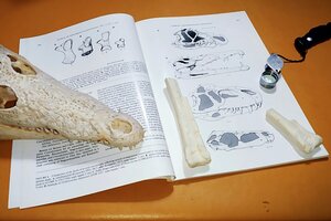 Investigadores del Conicet lograron reconstruir la evolución  de los dinosaurios hasta los cocodrilos (Fuente: CONICET/LA PLATA)