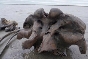 Hallaron restos de un mamut de 10 mil años de antigüedad