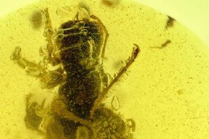 Hallan en Birmania un fósil de una "hormiga del infierno"