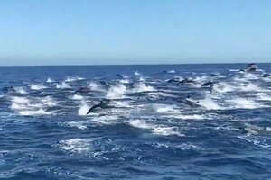 La increíble estampida de una manada de delfines en California 