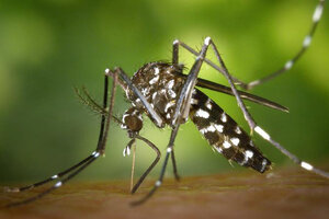 Prueban mosquitos transgénicos para terminar con el dengue y la fiebre amarilla