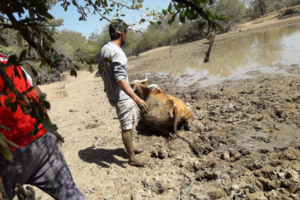 La sequía arrasa con las producciones en el Chaco salteño 