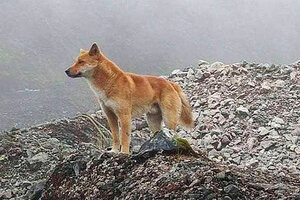 Descubren ejemplares salvajes de perros cantores que se creían extintos