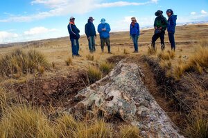Un árbol fósil reconfigura el paisaje de los Andes de hace 10 millones de años  (Fuente: EFE)