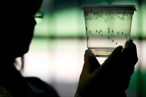 Dengue: un experimento para mutar y eliminar al Aedes
