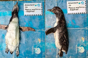 Un pingüino de Magallanes murió por ingerir un barbijo en Brasil  (Fuente: EFE)