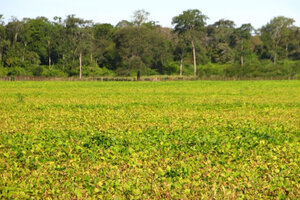 Deforestación en el Chaco Argentino: un estudio del CONICET advirtió sobre el impacto de la expansión agropecuaria