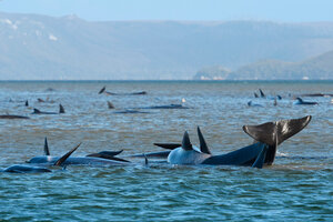 Más de 250 ballenas quedaron varadas en Australia e intentan salvarlas (Fuente: EFE)