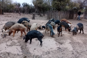 Se perdió un 30% del ganado bovino por la sequía en el Chaco salteño (Fuente: Gentileza Mónica Burgos)