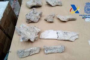 La Aduana frenó el contrabando de 100 fósiles de dinosaurios a España  (Fuente: Télam)