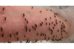 Ofreció su brazo para investigar cómo se transmite el dengue