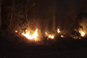 Los incendios también llegaron al Parque Nacional Calilegua  (Fuente: Gentileza Parque Nacional Calilegua)