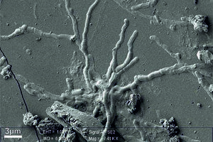 Visualizan neuronas vitrificadas de una víctima de la erupción de Vesubio (Fuente: DPA)