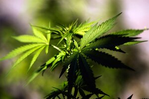 El estudio del cannabis llega a la UBA (Fuente: EFE)