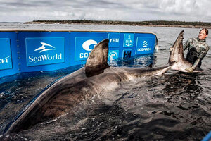 Encuentran a la "Reina del Océano", un enorme tiburón blanco de más de 50 años