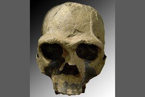 Científicos aseguran que los cambios climáticos aniquilaron al resto de las especies humanas (Fuente: Wikipedia-cráneo Homo_ergaster)