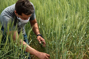 Trigo transgénico: más de 1000 científicos advierten que es riesgoso para la salud y el ambiente (Fuente: AFP)