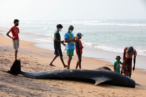 El misterioso caso de las 120 ballenas que quedaron varadas en la costa de Sri Lanka  (Fuente: EFE)