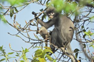 "Popa langur", la nueva especie de primate que descubrieron en Birmania