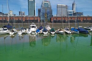 Sorpresa en el Delta y Puerto Madero: el agua amaneció de color verde (Fuente: NA)