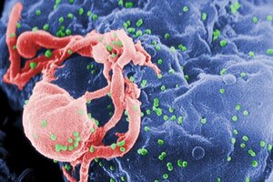 Más allá del coronavirus: los quince virus que cambiaron la historia de la humanidad