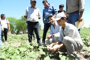 Chaco: comunidades qom producen algodón agroecológico 