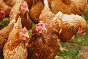 Dinamarca: sacrifican 25 mil aves de corral tras un primer foco de gripe aviar