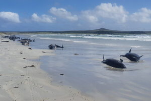 Un cententar de ballenas murieron encalladas en Nueva Zelanda  (Fuente: AFP)
