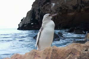 Descubrieron un extraño pingüino blanco en las islas Galápagos