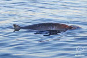 Científicos aseguran haber encontrado una nueva especie de ballena en México