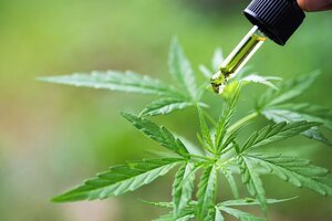 El gobierno bonaerense impulsa un proyecto para autorizar el autocultivo de cannabis medicinal (Fuente: AFP)