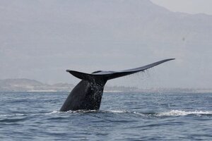 Prometedor hallazgo: encontraron una nueva población de ballena azul  (Fuente: DPA)