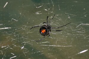 Paraguay: un hombre murió después de haber sido picado por una araña viuda negra