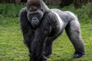 Dos gorilas del zoológico de San Diego tienen coronavirus y hay otro con síntomas