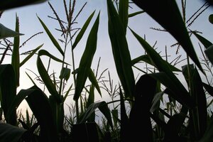 Consecuencia del lockout: Un debate sin la Mesa de Enlace sobre la nueva política para el maíz (Fuente: Pablo Aneli)