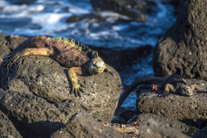 Científicos consiguieron descifrar por qué las Islas Galápagos mantienen sus hábitats únicos (Fuente: EFE)