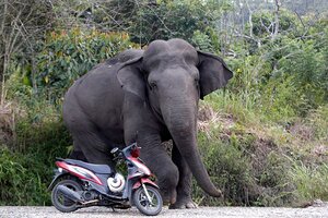 Un elefante salvaje mató a un turista que acampaba en Tailandia (Fuente: EFE)