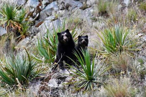 Los osos de anteojos que aparecieron en Machu Picchu